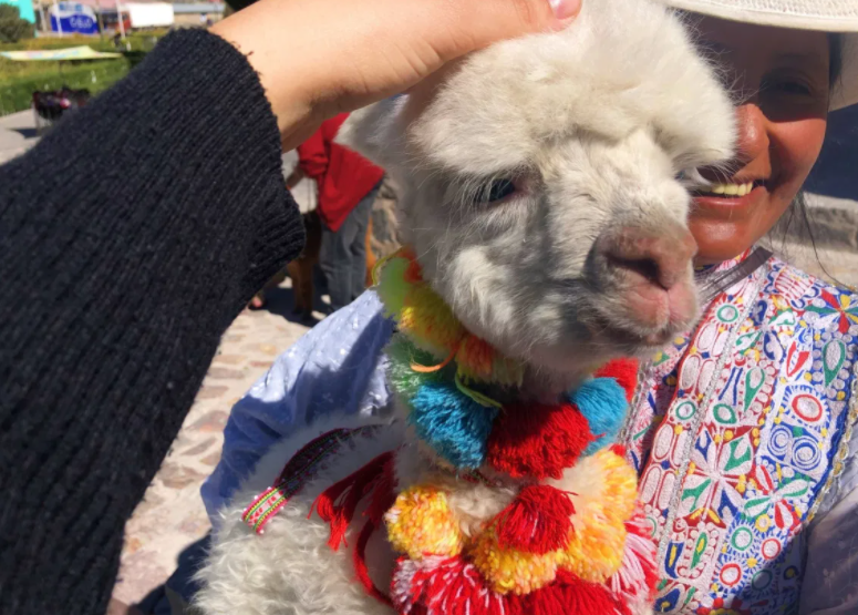 baby alpaca -  Colca Canyon one day tour