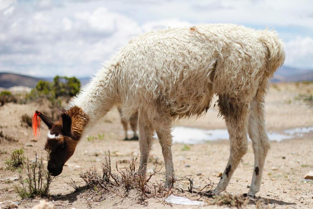 Colca Canyon one day tour llama in the colca canyon