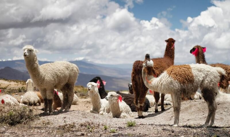 Travel Tips For Peru llamas in Peru