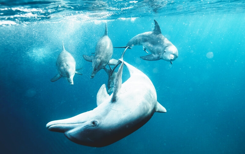 Dolphins playing in the ocean