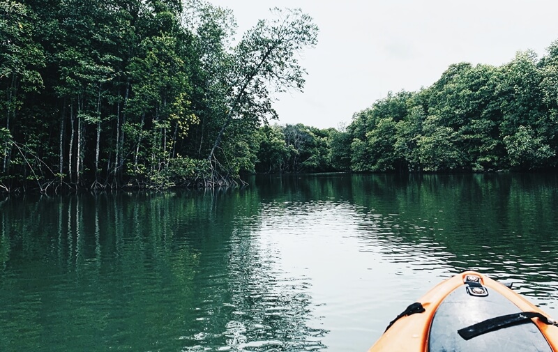 Kayaking in the mangroves