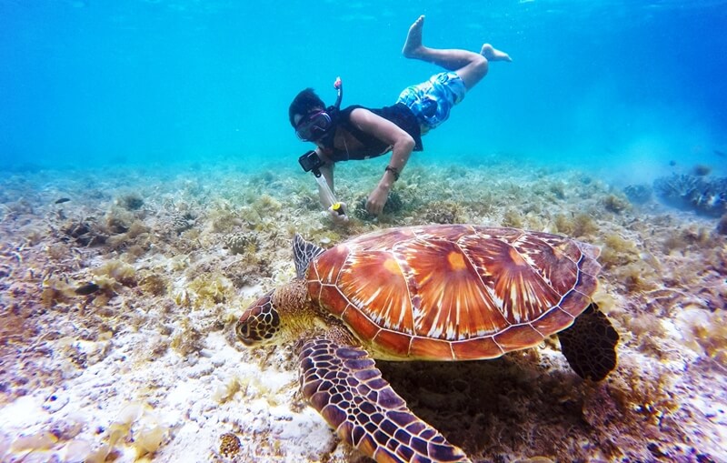 Snorkeling with a turtle