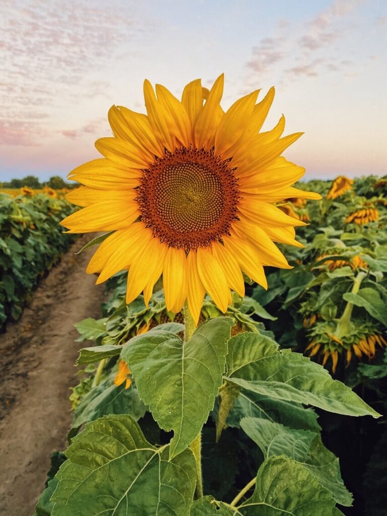 Sunflower field in Long Island