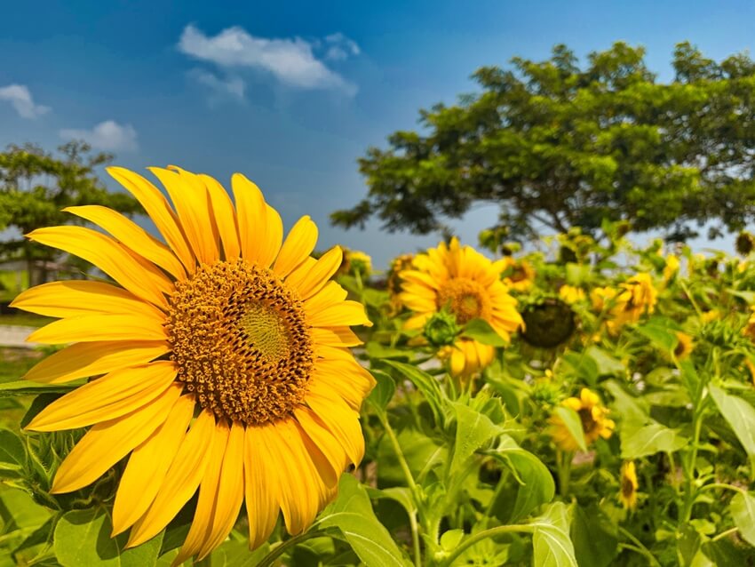 sunflower fields in Long Island (4)