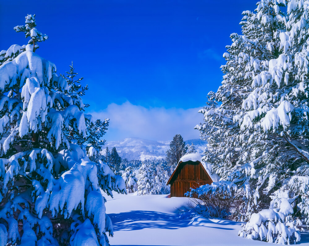 where it snows in California Fresh Winter snows cover pine trees and abandoned building in Eldorado National Forest, South Lake Tahoe, CA. USA