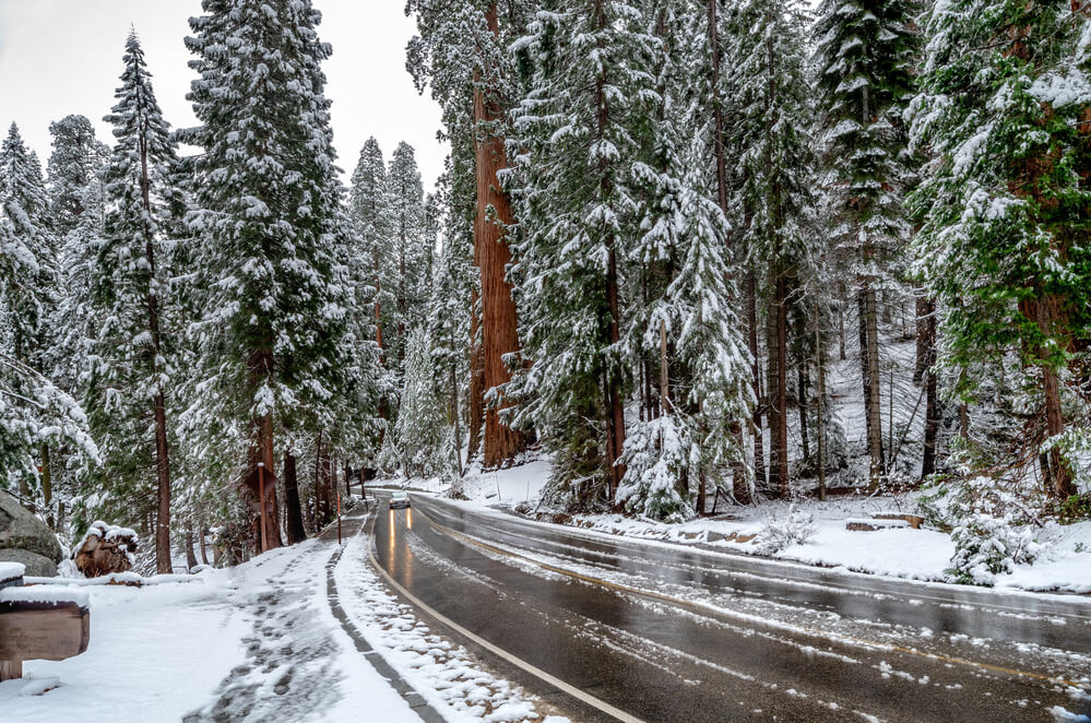 where it snows in California Giant Sequoia Trees at Sequoia National Park during winter, USA