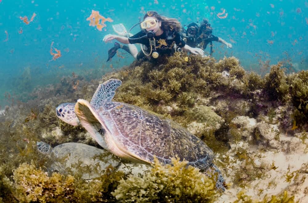 things to do in Fernando de Noronha Scuba diving in Fernando de Noronha