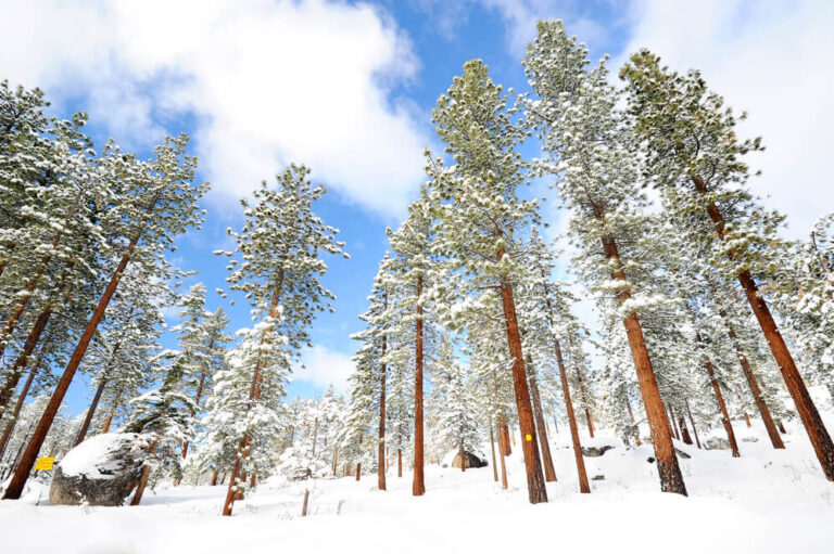 Tree on mountain in lake tahoe beach (1)