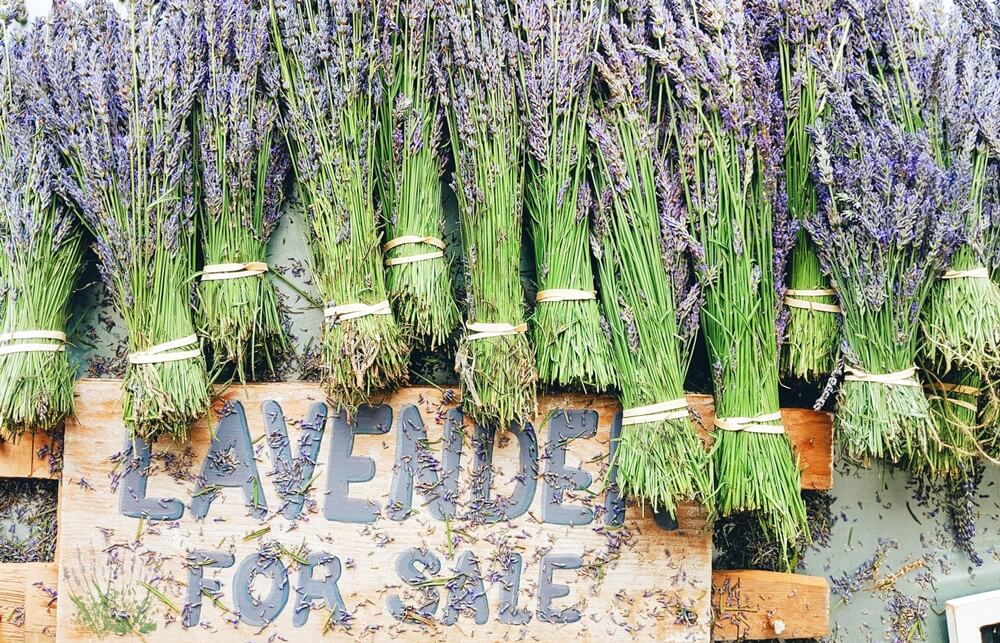 things to do in Long Island Lavender field in Long Island