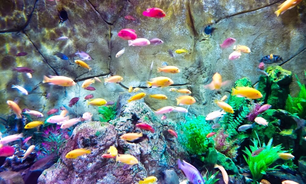 things to do in Long Island Long Island aquarium