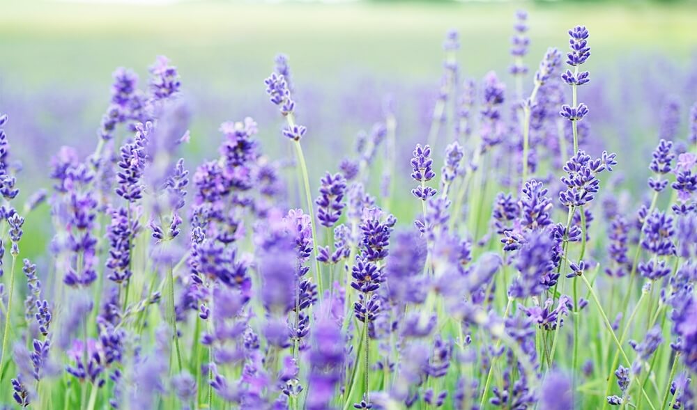 things to do in Long Island lavender field