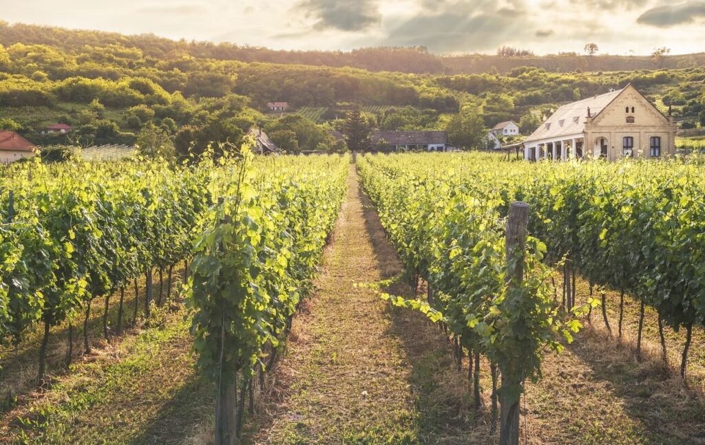 things to do in Long Island vineyard