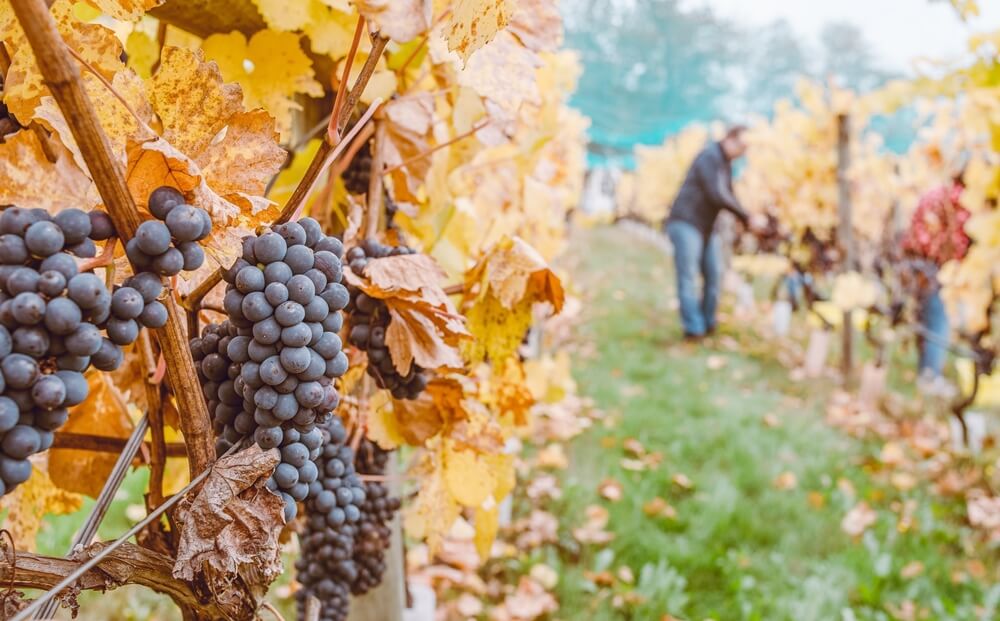 santiago chile worth visiting wineries in chile