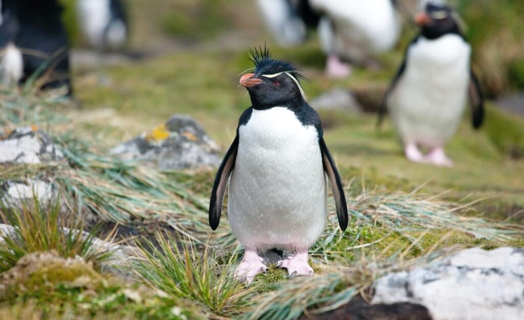 Best islands in South America Falkland Islands