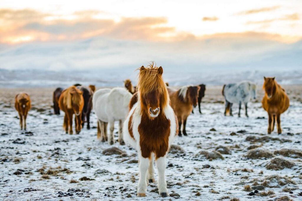 Icelandic horses on farm in winter, Iceland (1)