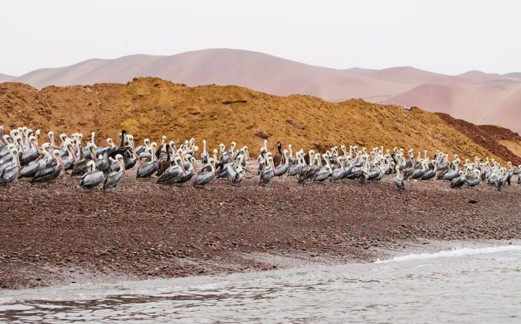 things to do in huacachina - Islas Ballestas Peru