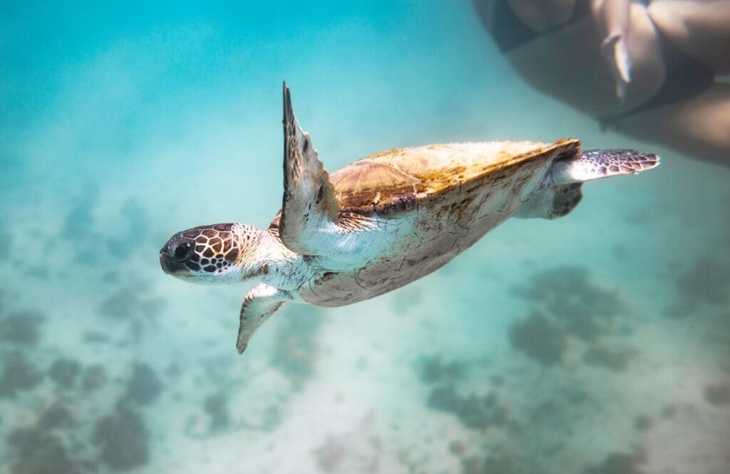 things to do in Ilha Grande sea turtle in Arraial do Cabo