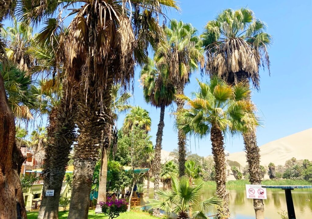 things to do in huacachina Oasis - ica, Peru - trees