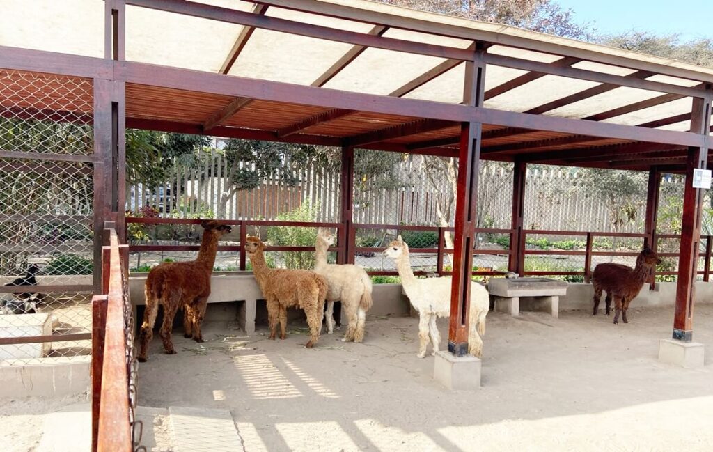 llamas at Huaca Pucllana