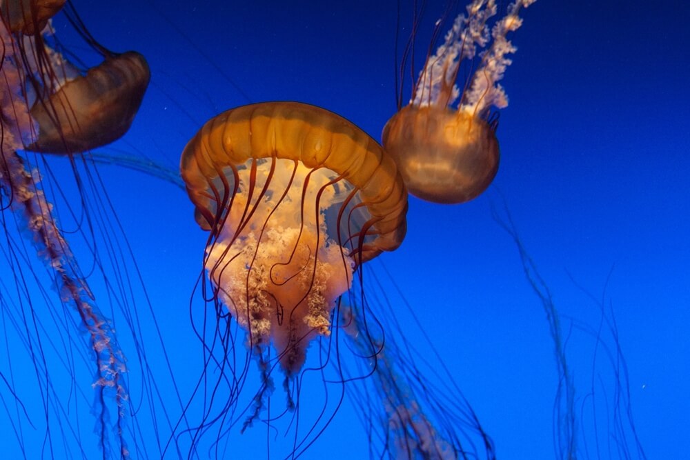 monterey aquarium california known for