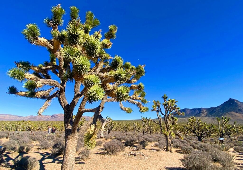 joshua tree forest on the way to the grand canyon