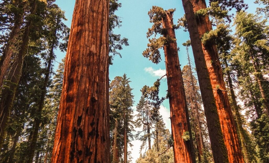 sequoia national park