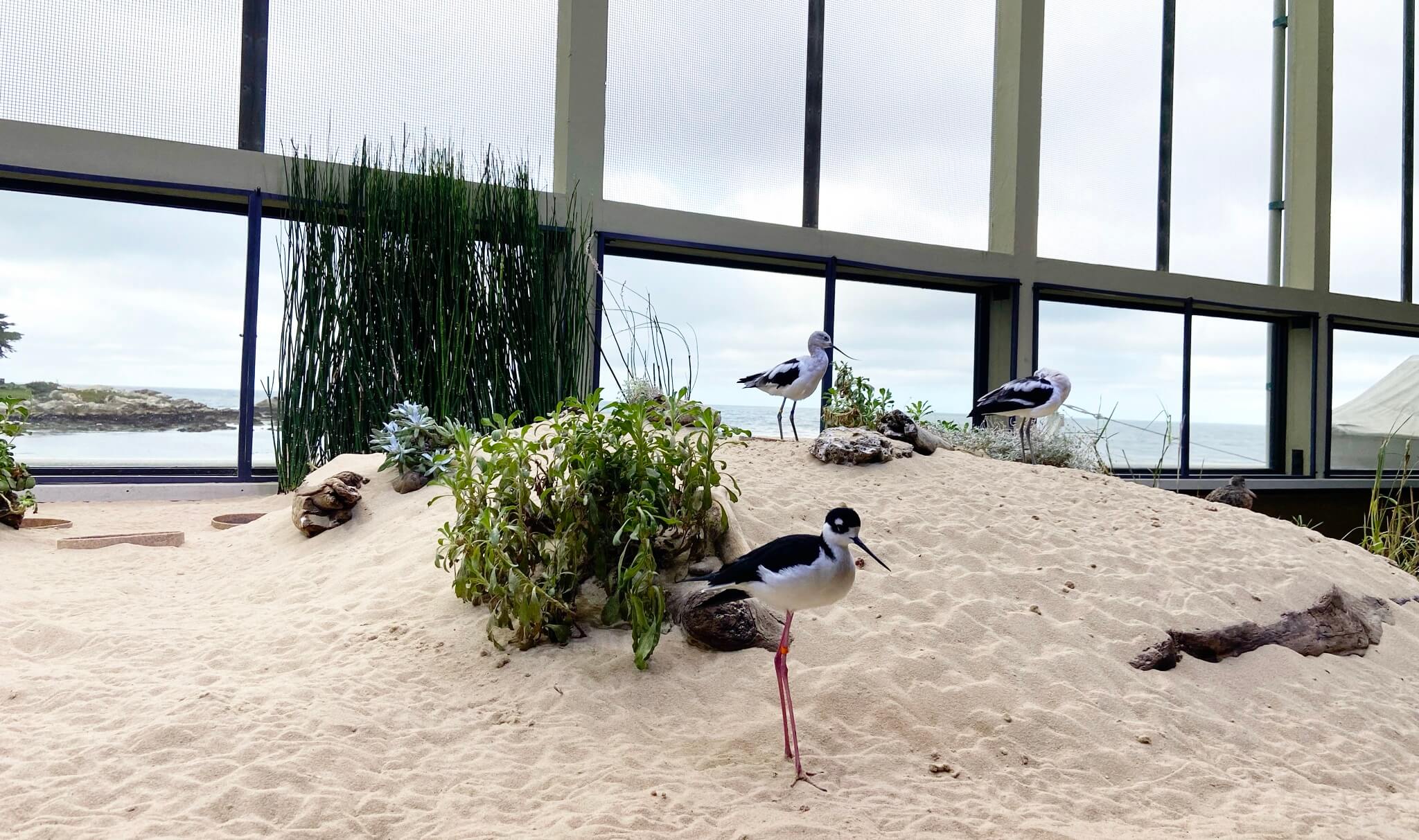 monterey aquarium (2)