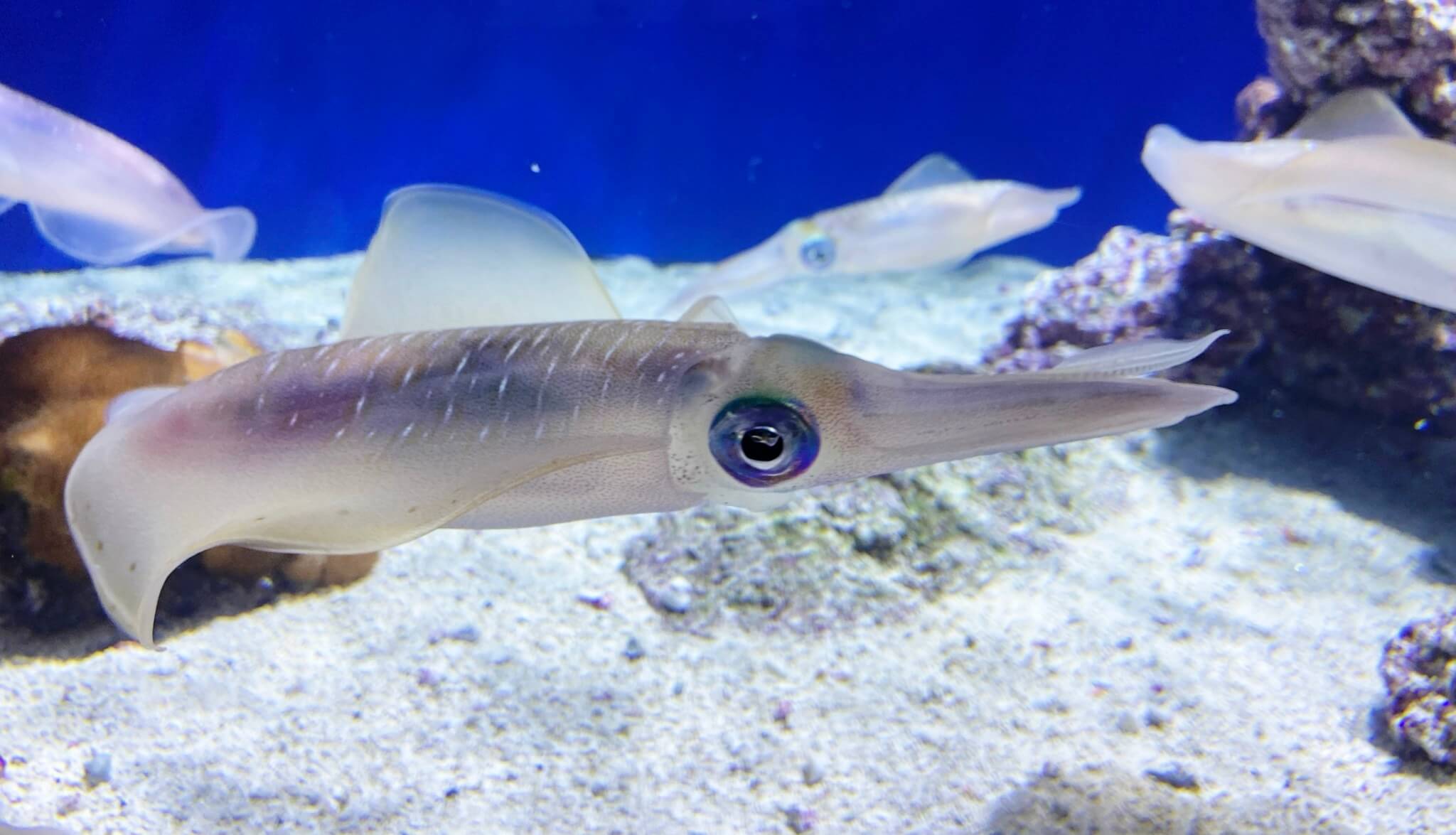 monterey aquarium (4)