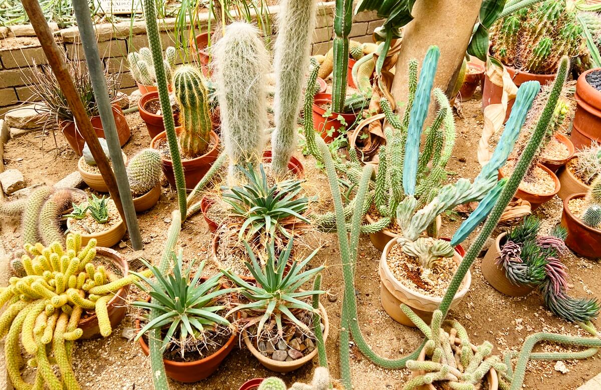 Palm Springs on a budget moorten botanical garden in palm springs