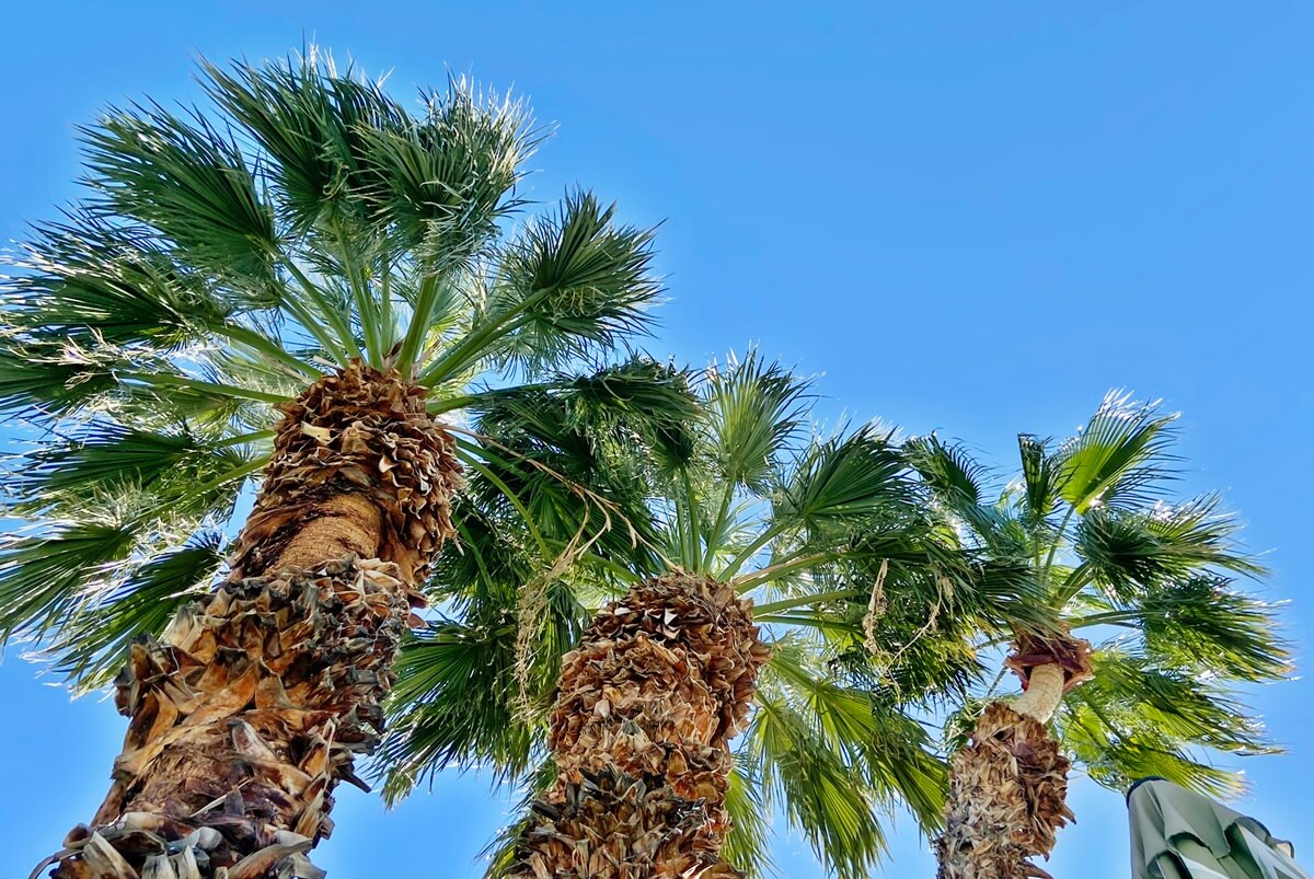 Palm Springs on a budget palm trees in palm springs