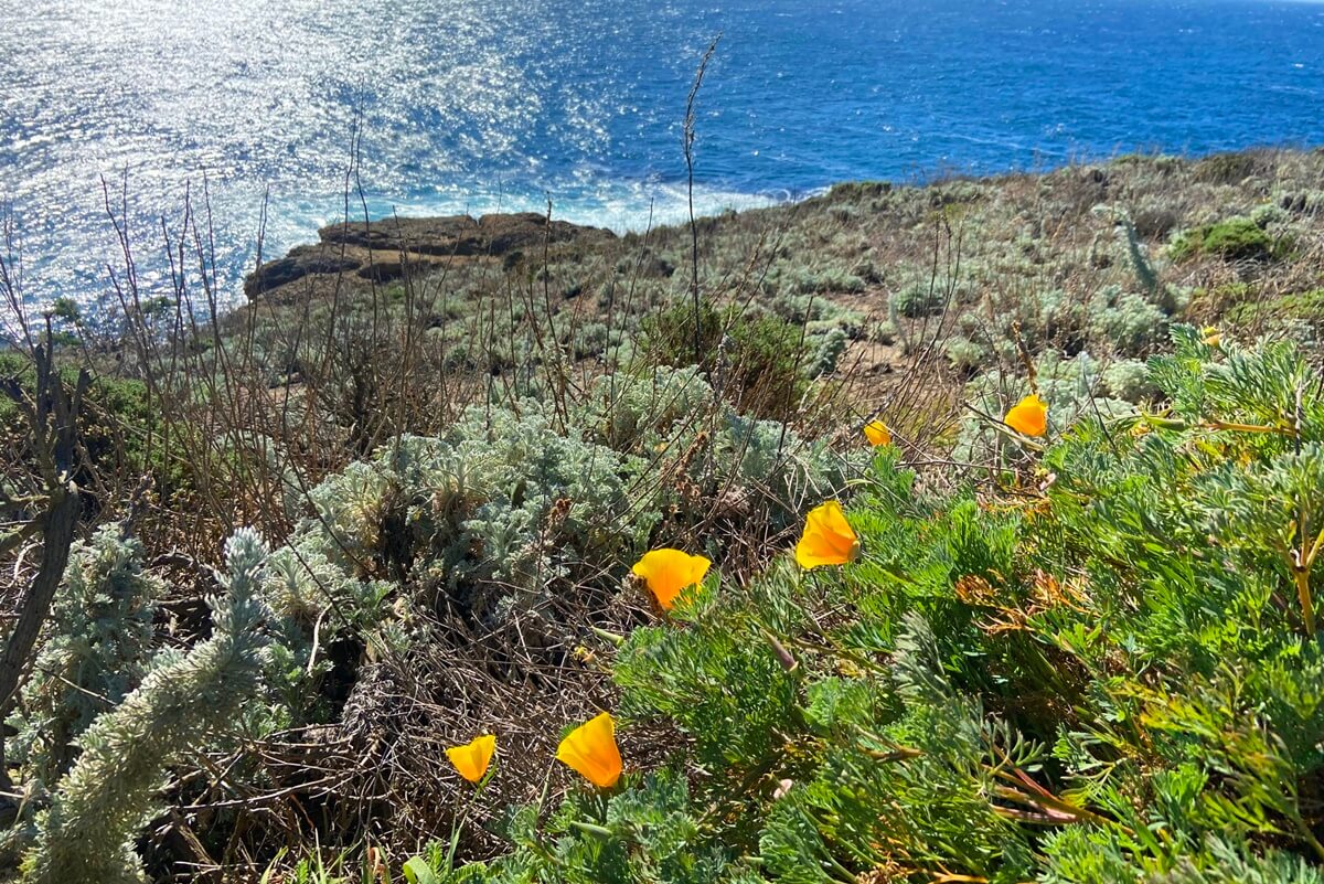 Point Lobos vs Big Sur point lobos state natural reserve