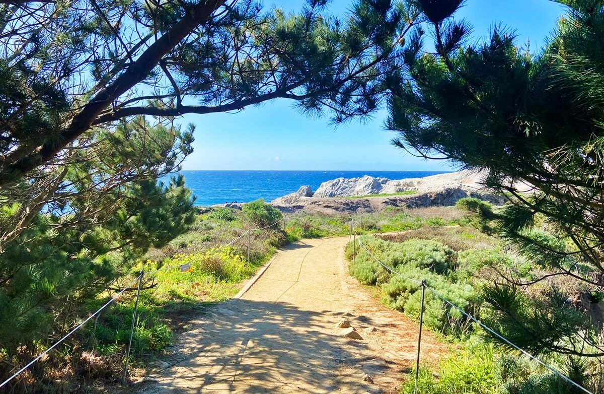 Point Lobos vs Big Sur point lobos state natural reserve