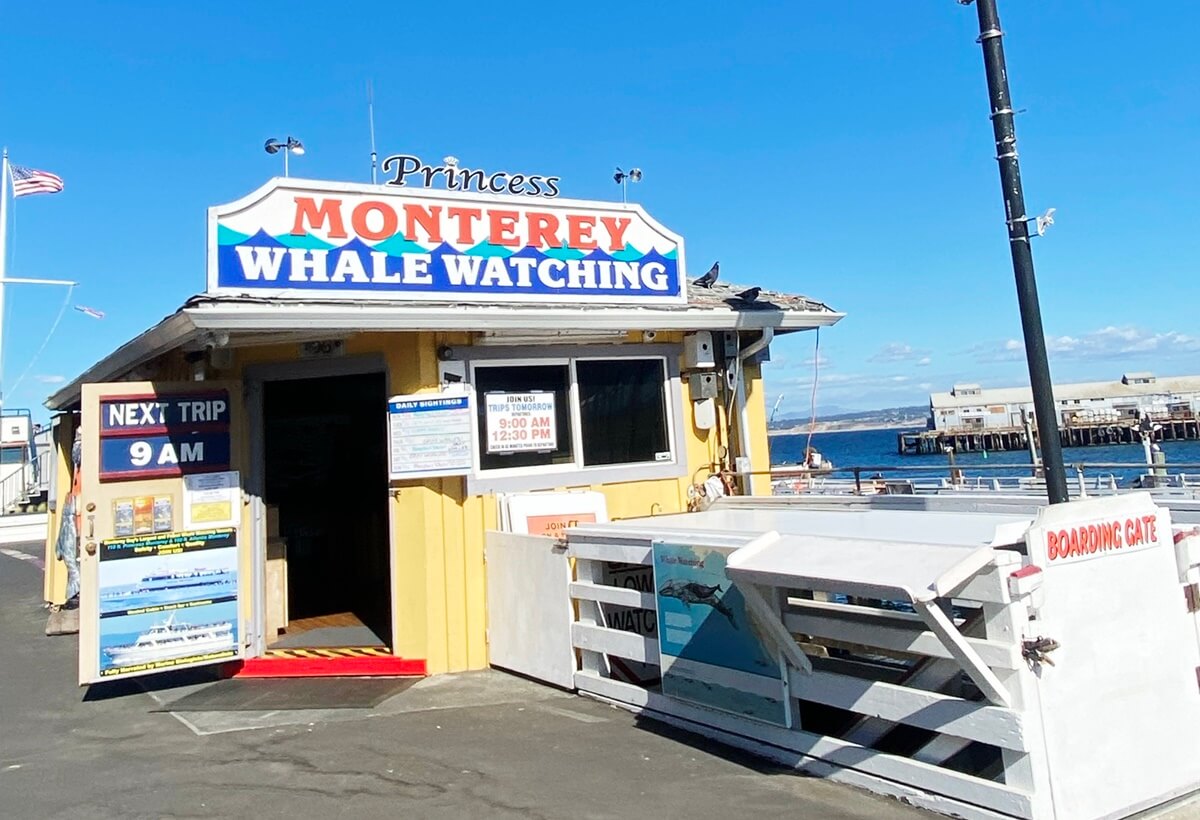 whale watching in monterey