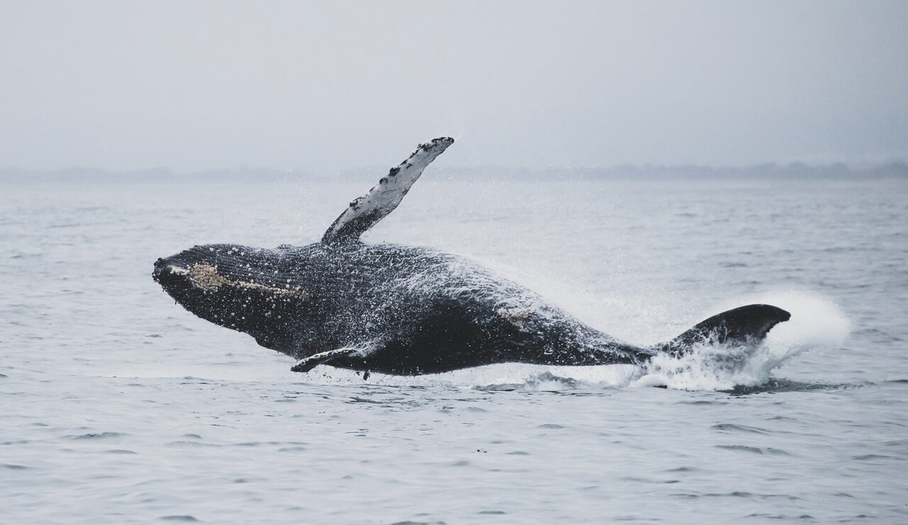 whale in monterey