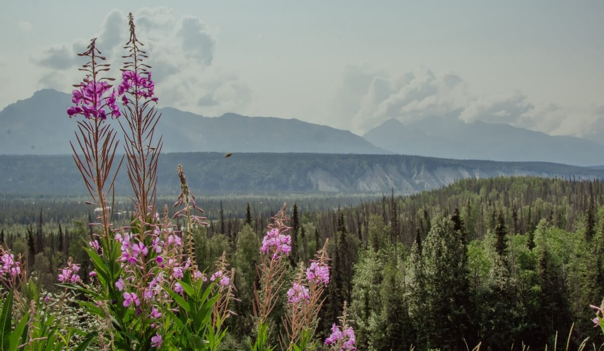 Alaska Moose viewing  fireweed flowers in alaska