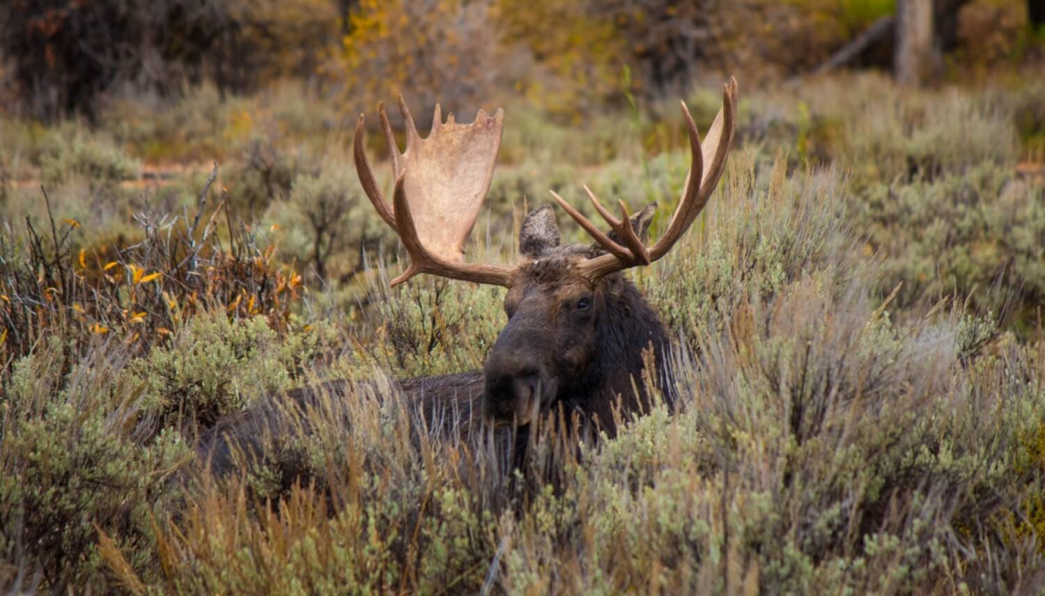 Alaska Moose viewing moose in alaska (1)