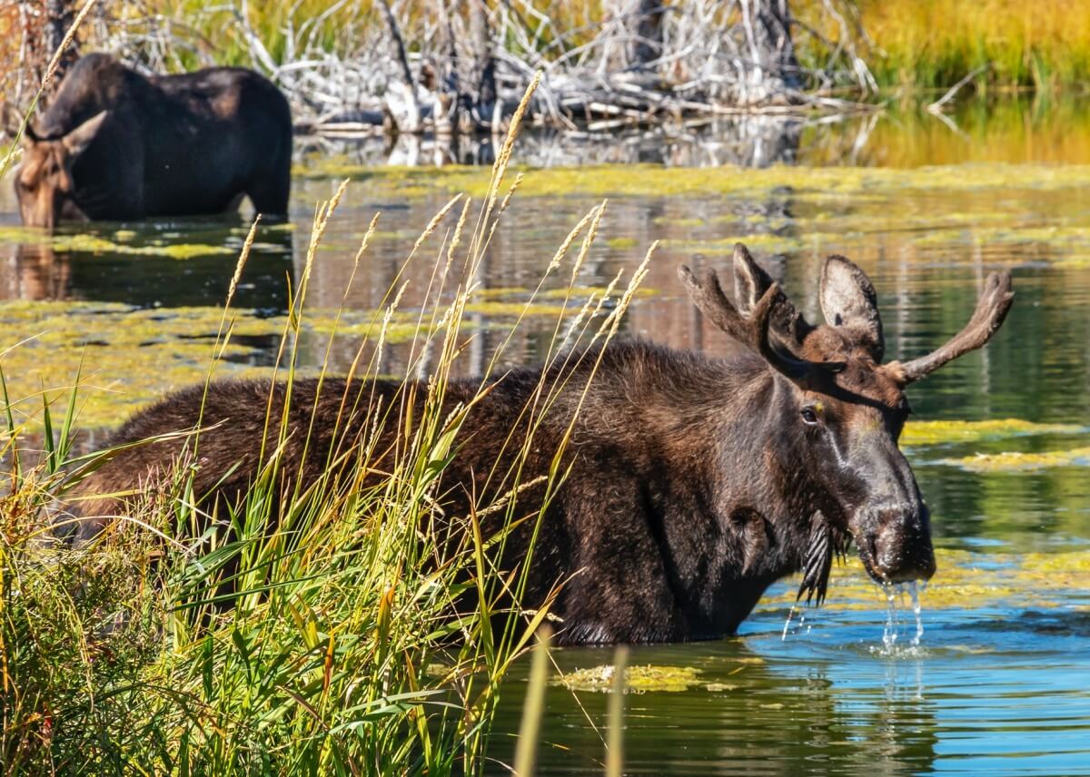 flattop mountain trail moose in the river in alaska