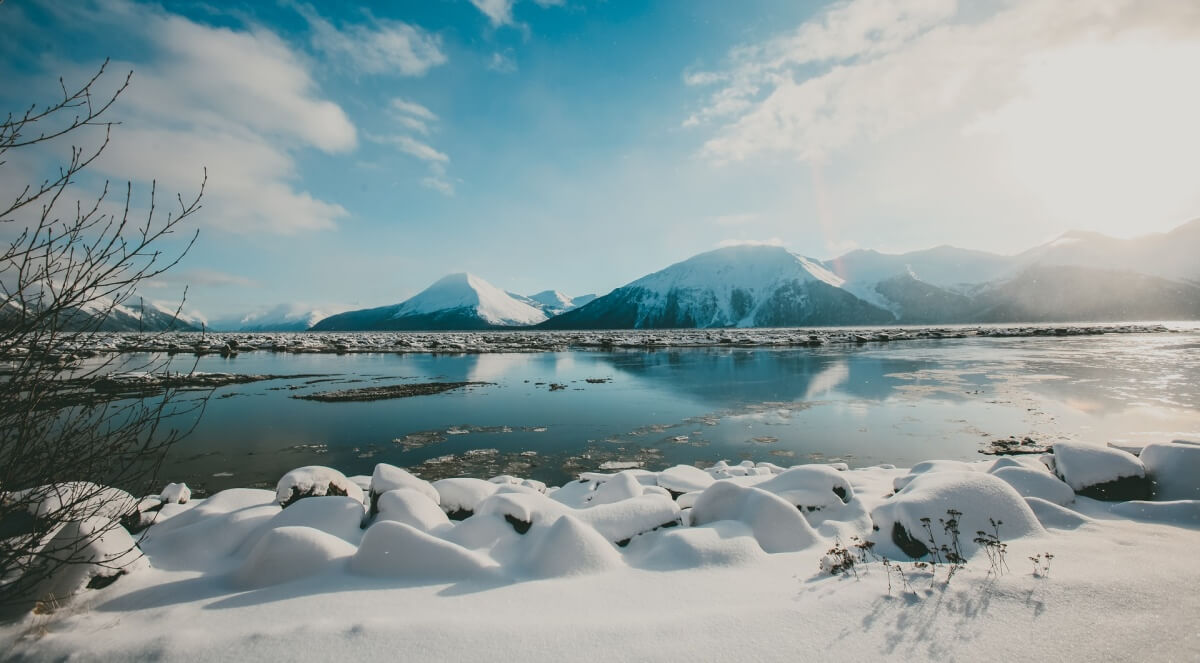 Alaska Moose Viewing snow in alaska