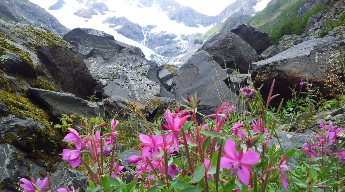 things to do in anchorage alaska landscape