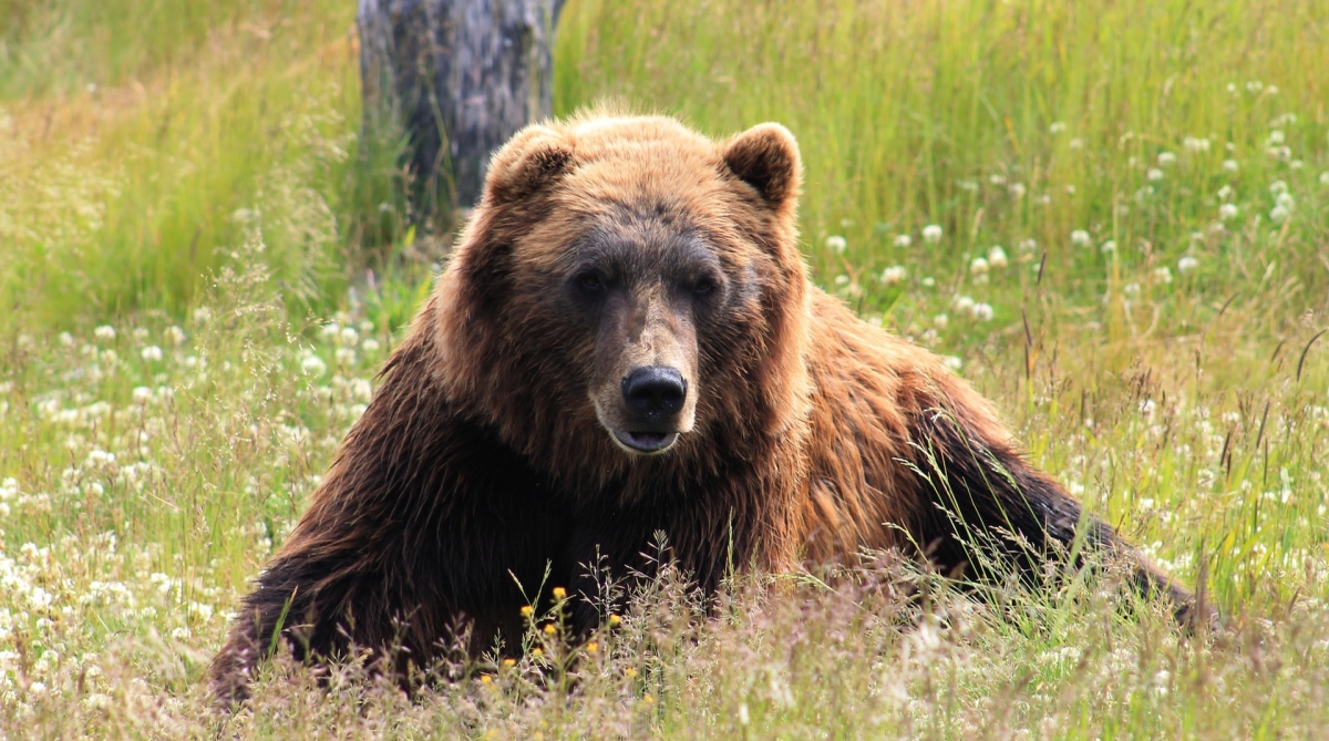 things to do in anchorage bear in alaska
