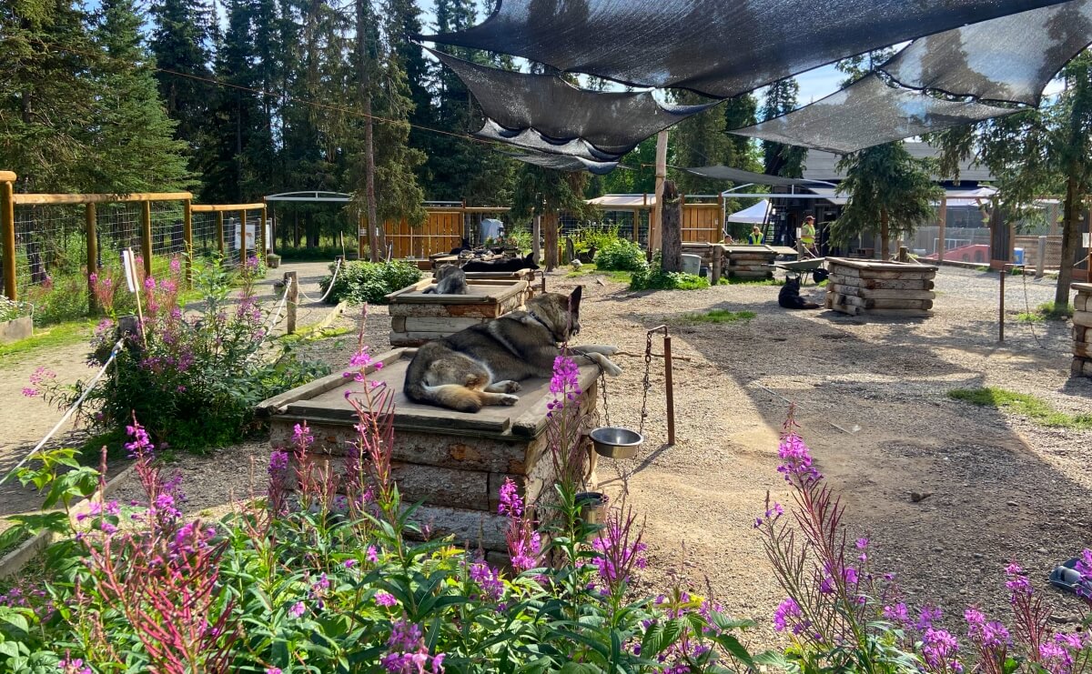 free things to do in denali national park kennels alaska