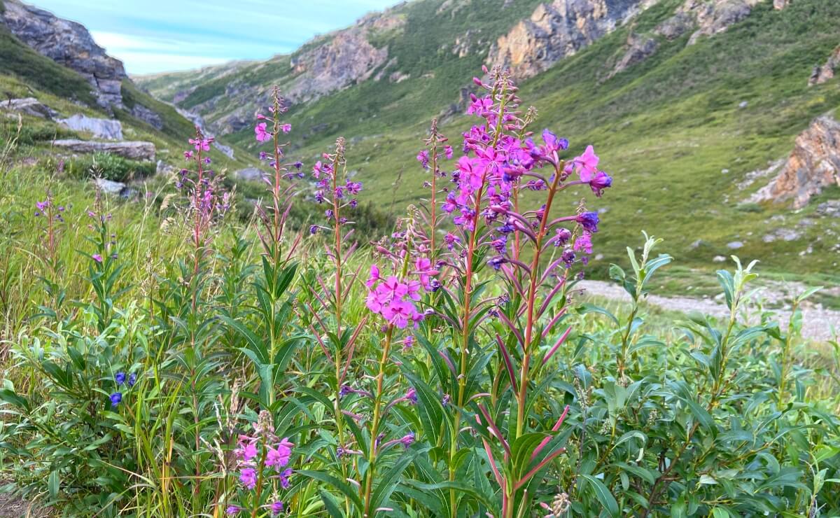 is denali worth visiting fireweed flowers in alaska 