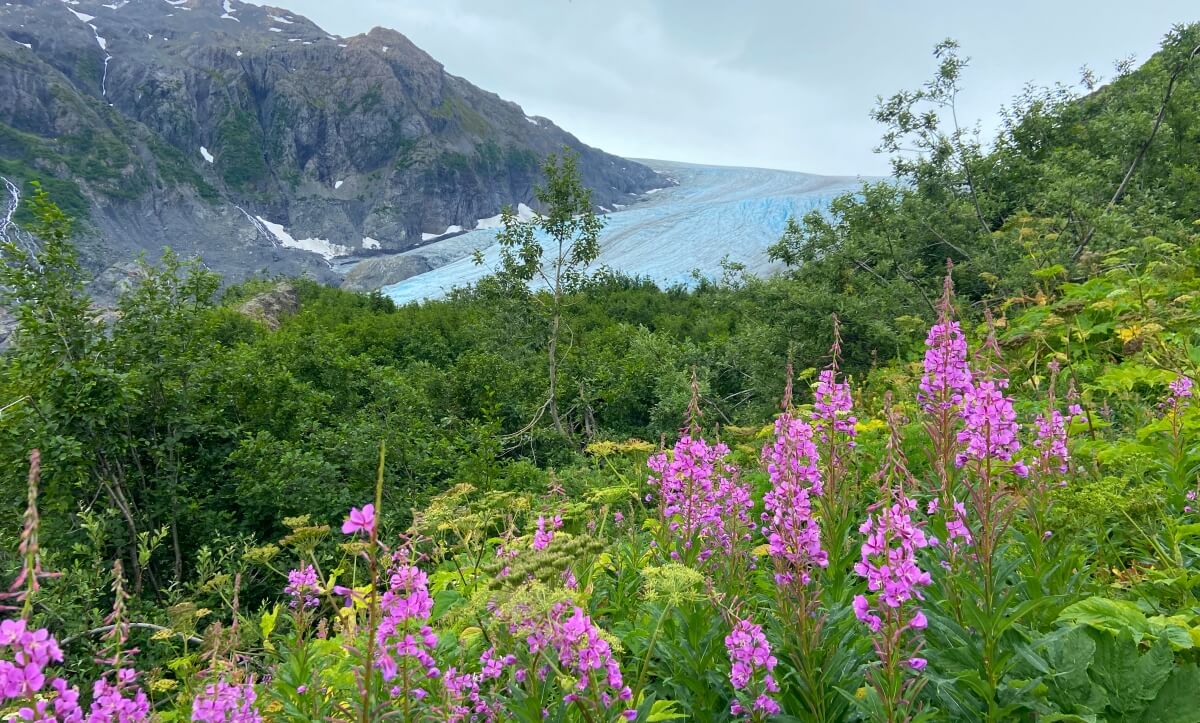 harding icefield trail marmot meadows
