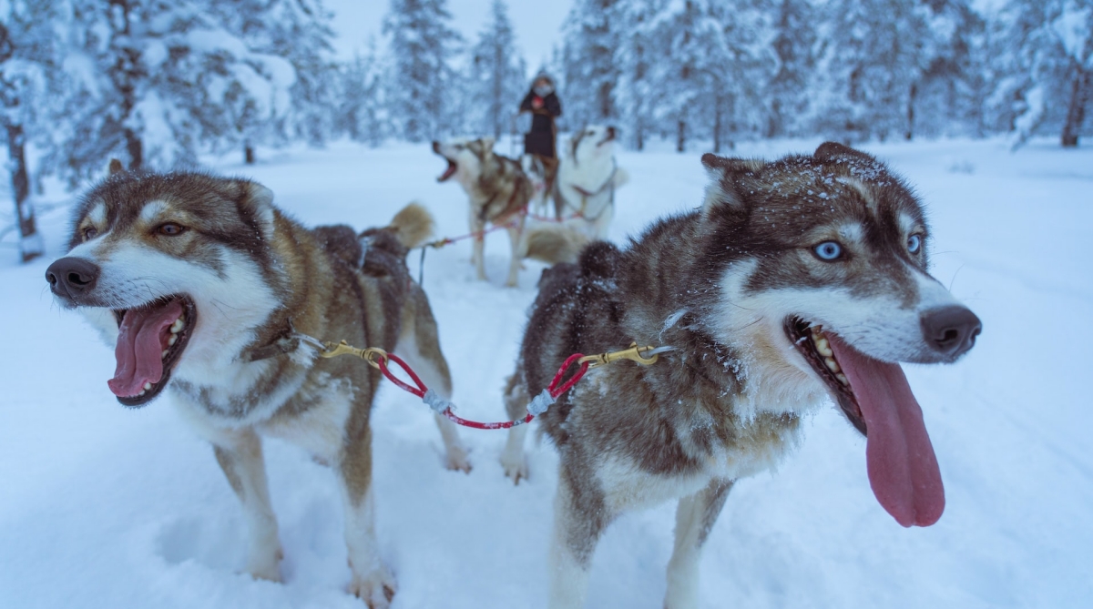 things to do in anchoragesled dogs in alaska