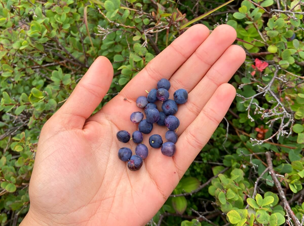 flattop mountain trail wild blueberries alaska