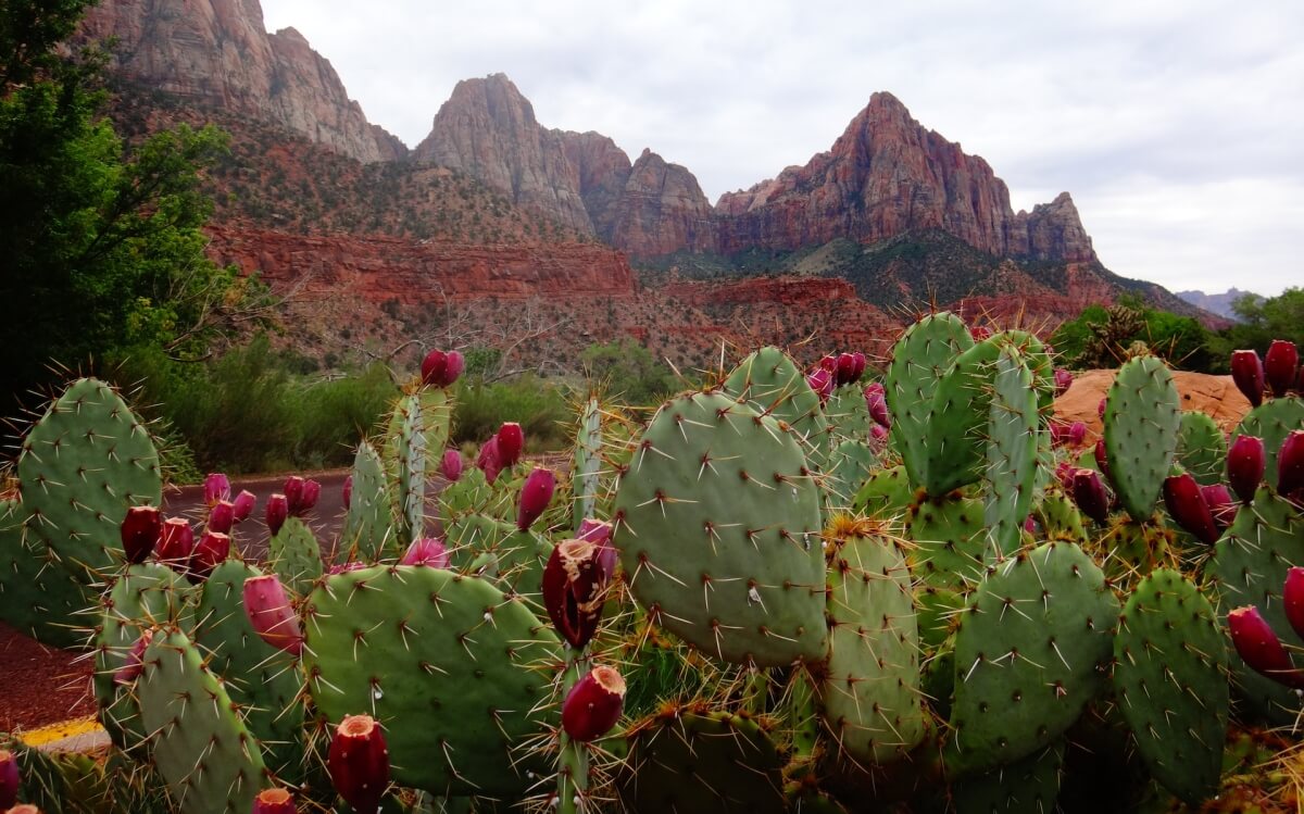 cactus in zion