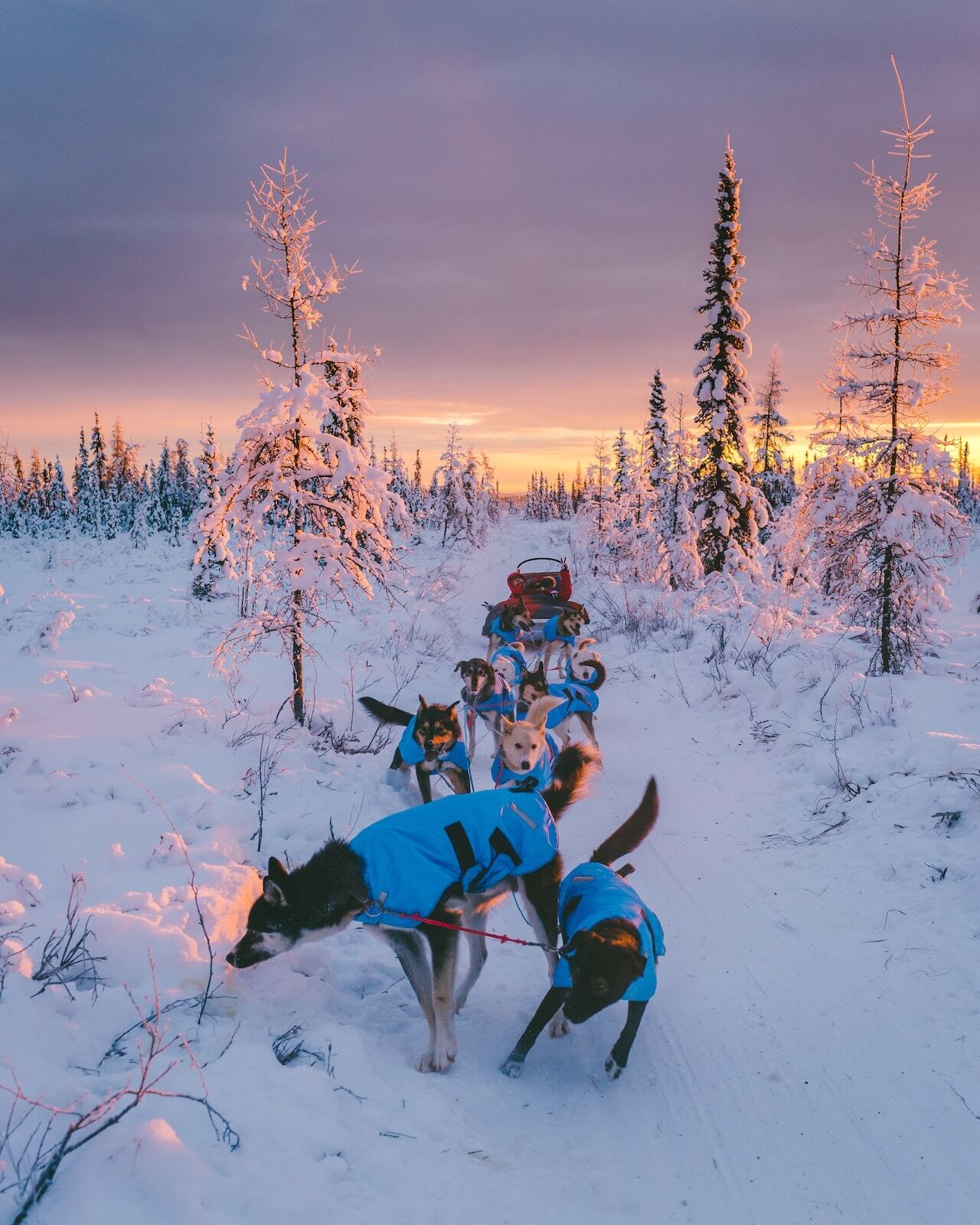 Excursions in Alaska best Alaska tours dog sleding in alaska in winter
