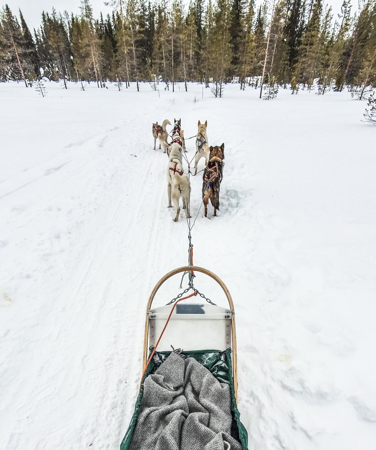 Alaska bucket list sled dog tour in alaska