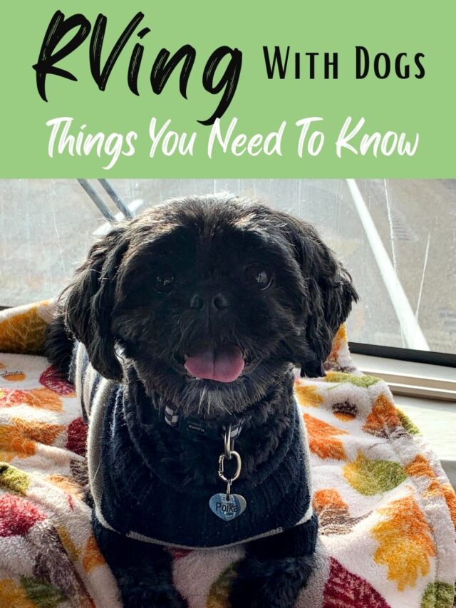 RVing With Dogs – Things You Need To Know