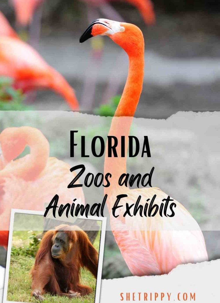 Florida Zoos and Animal Exhibits #florida #floridatravel #zoos #animalexhibits #floridatravelguide #floridazoos